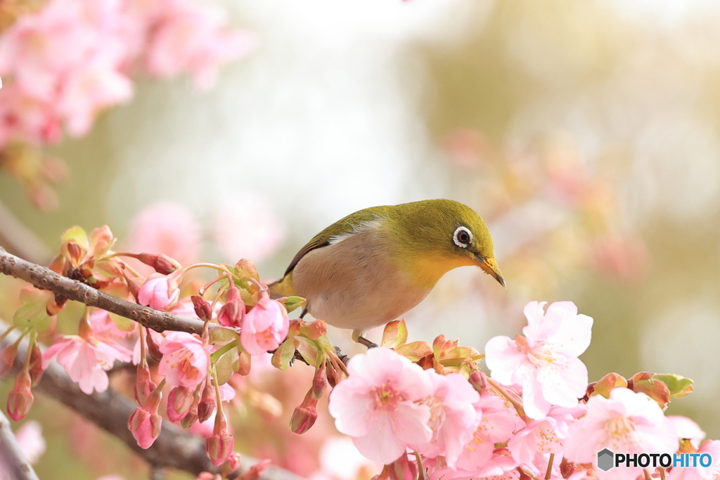 河津桜とメジロ