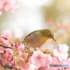 河津桜とメジロ