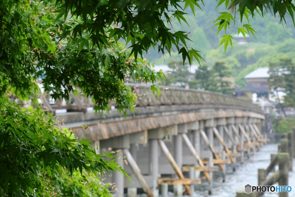 新緑の間から見える渡月橋