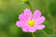 かわいいピンクのお花