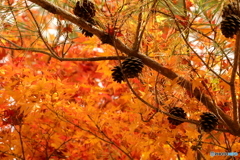 松ぼっくりと紅葉のコラボレーション