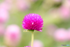 ふわふわお花さん