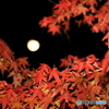 紅葉おお月様