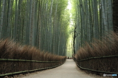 嵐山 竹林