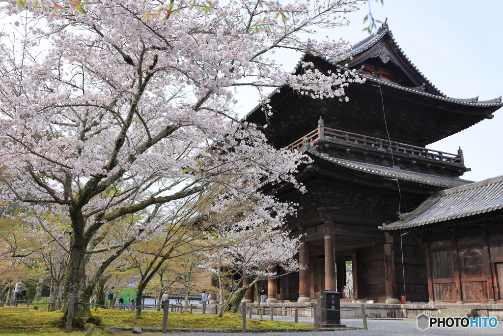 南禅寺楼門と桜
