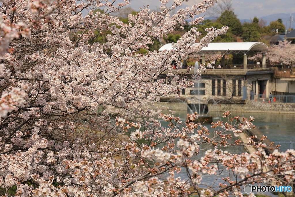 桜と噴水