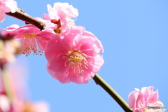 青空の下で咲く梅の花