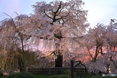 夕焼け空と桜