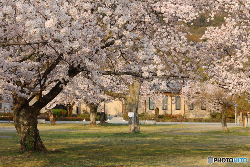 桜のある公園