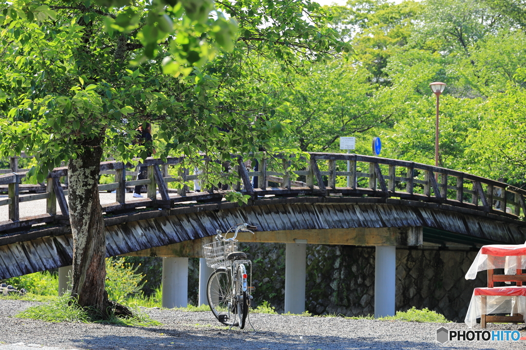 新緑と橋