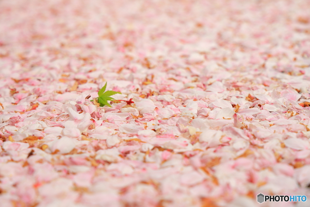 桜の絨毯