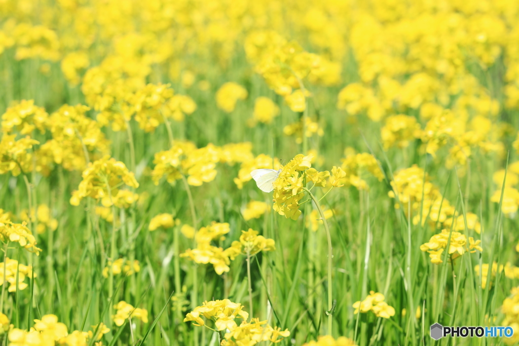 菜の花に蝶々