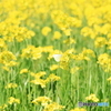 菜の花に蝶々