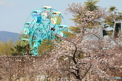 桜と観覧車
