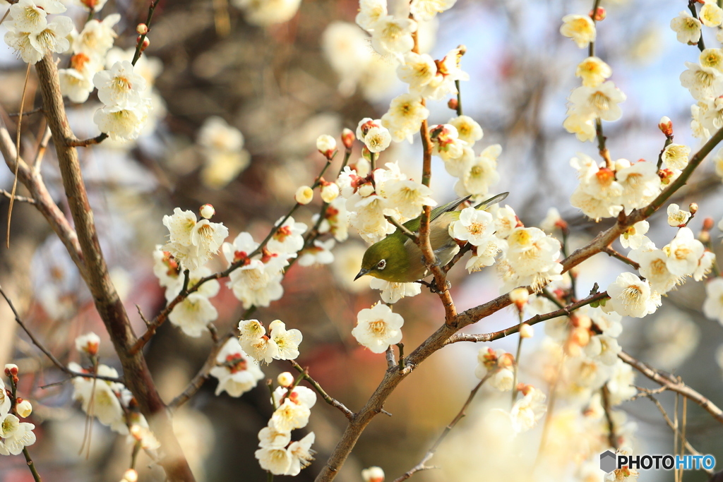 梅の花とメジロ③