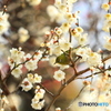 梅の花とメジロ③