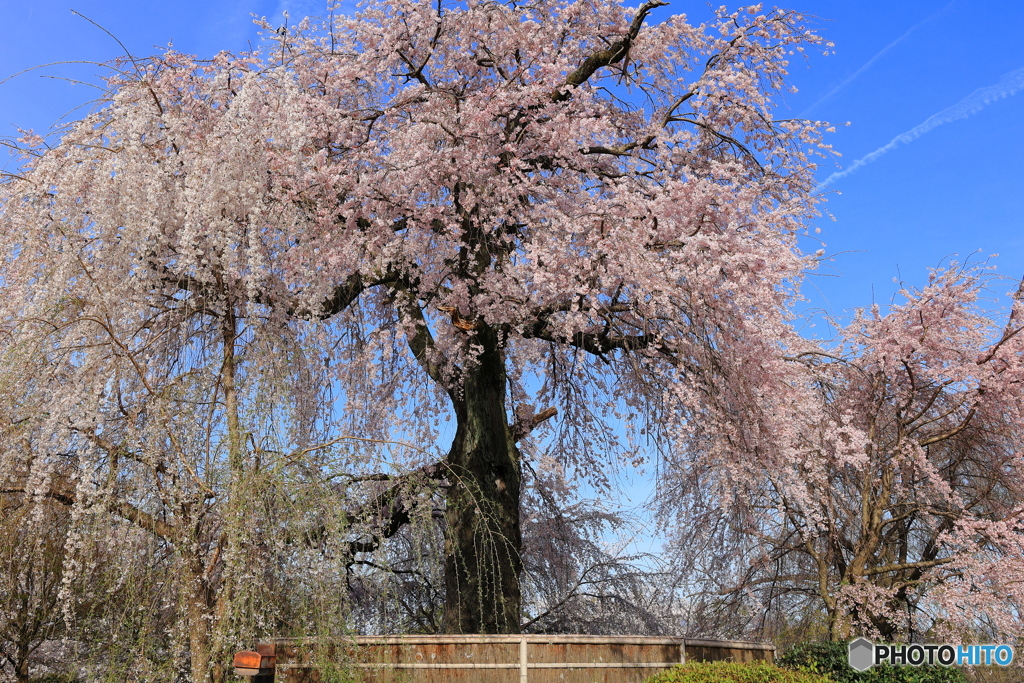 しだれ桜 #1