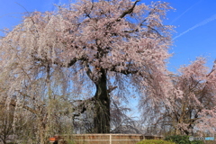 しだれ桜 #1