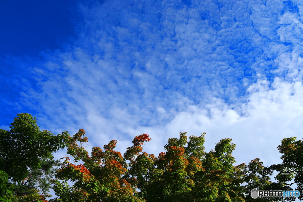 色付き始めた葉とふわふわ雲