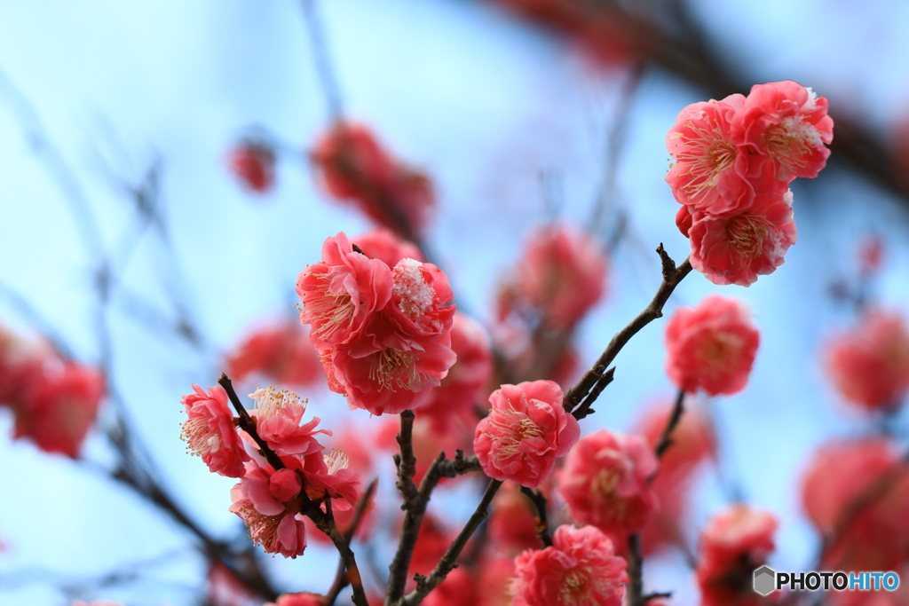梅の花に雪化粧