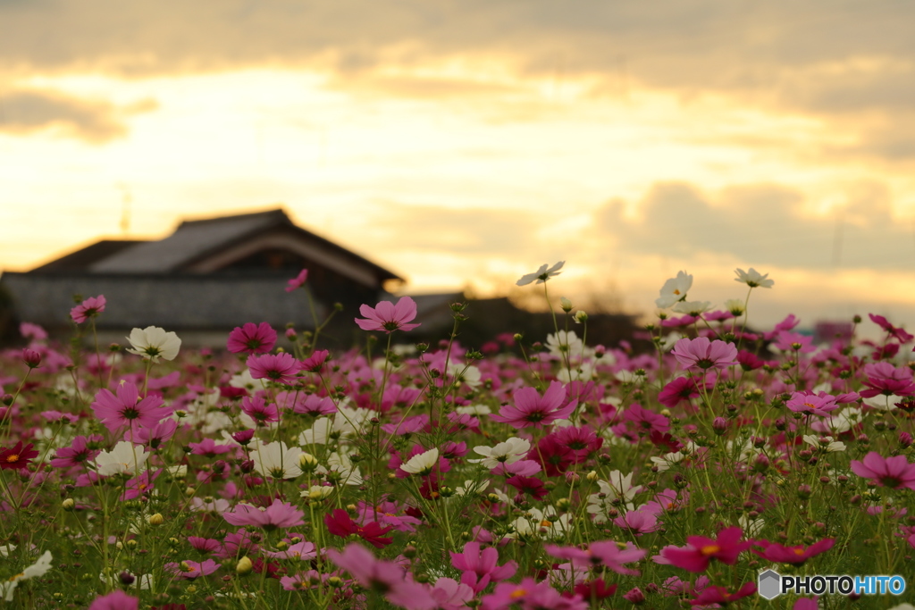 夕方のコスモス畑