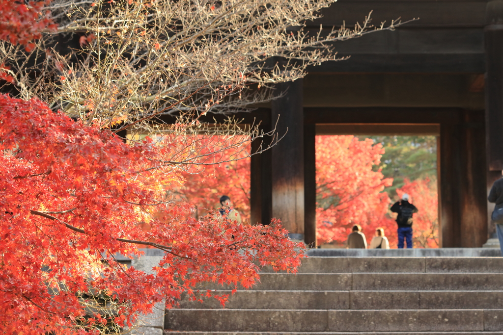 紅葉と三門を撮る