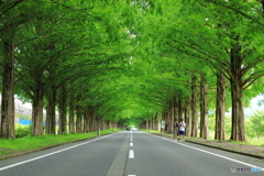 緑のメタセコイヤ並木道