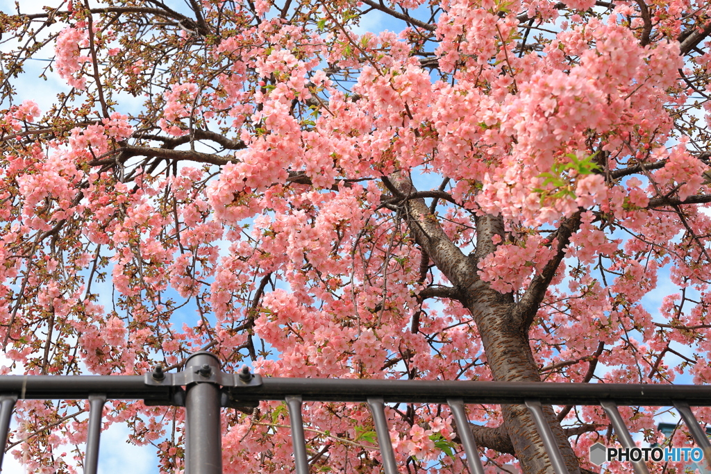 河津桜を眺める
