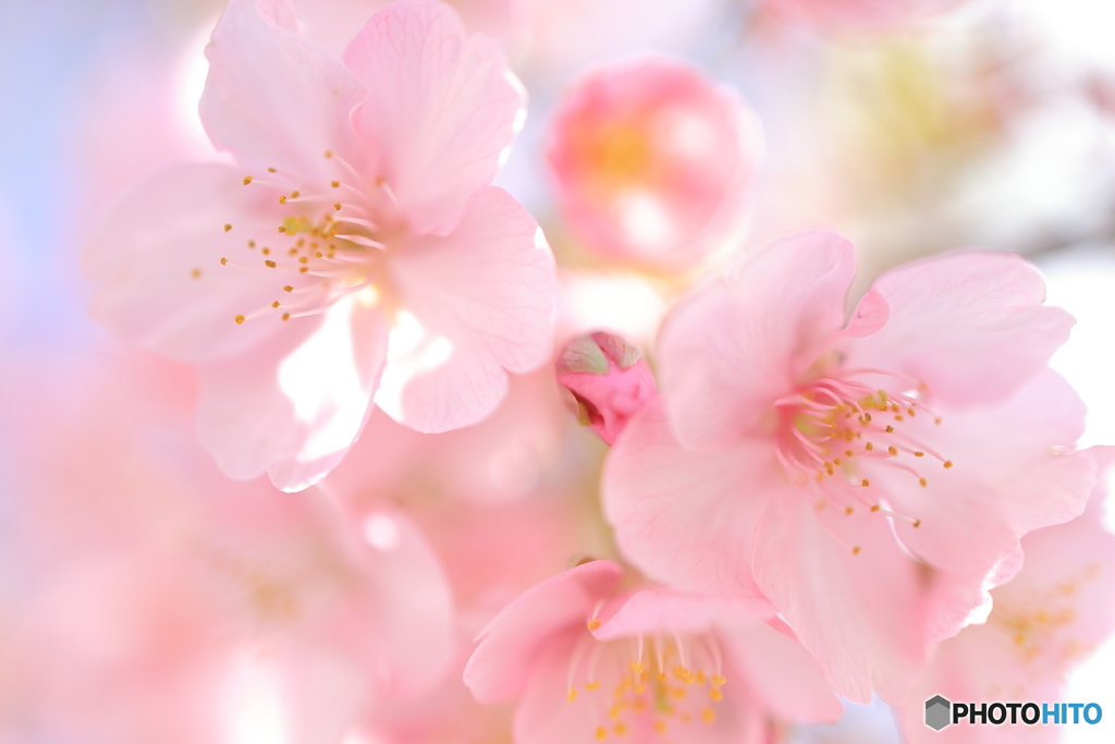 河津桜咲き始めたよ #3