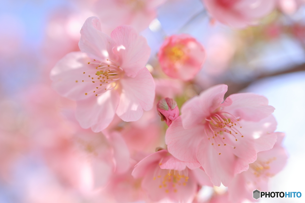 河津桜咲き始めたよ #2