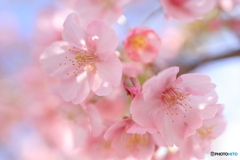 河津桜咲き始めたよ #2