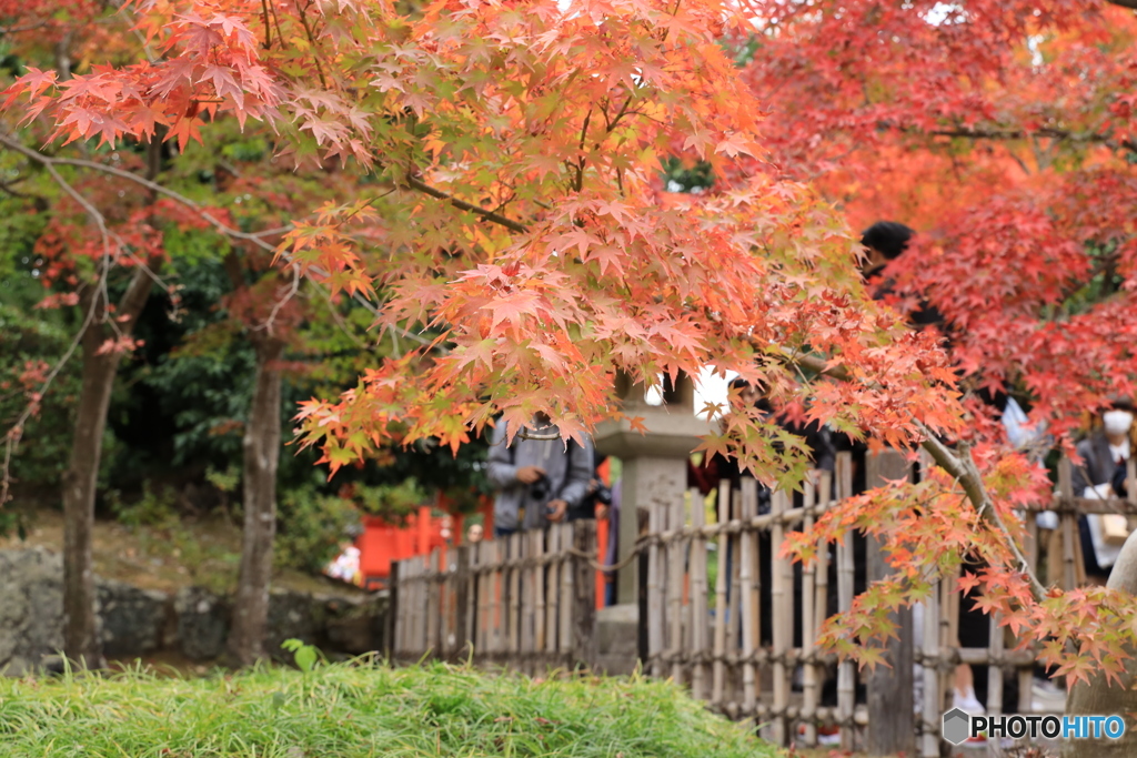 紅葉真っ盛り