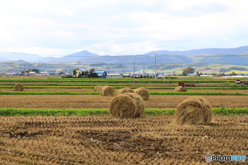 初めて見る牧草ロール
