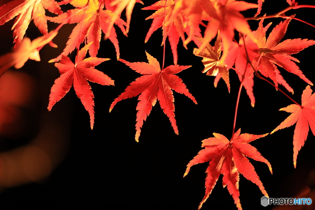 暗闇に浮かぶ紅葉