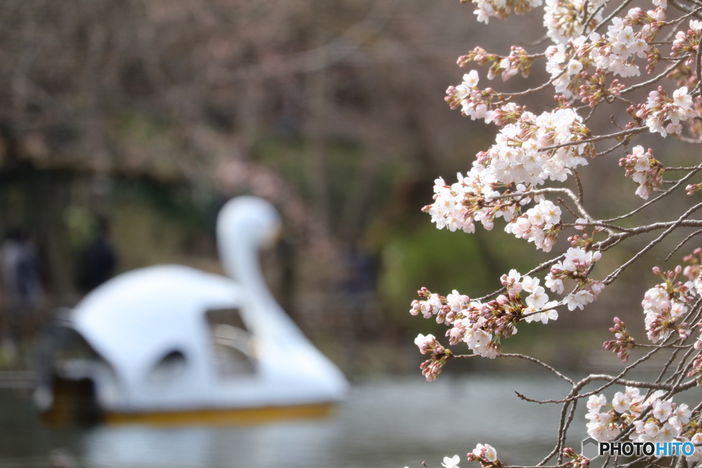 桜の花とスワンボート