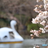 桜の花とスワンボート