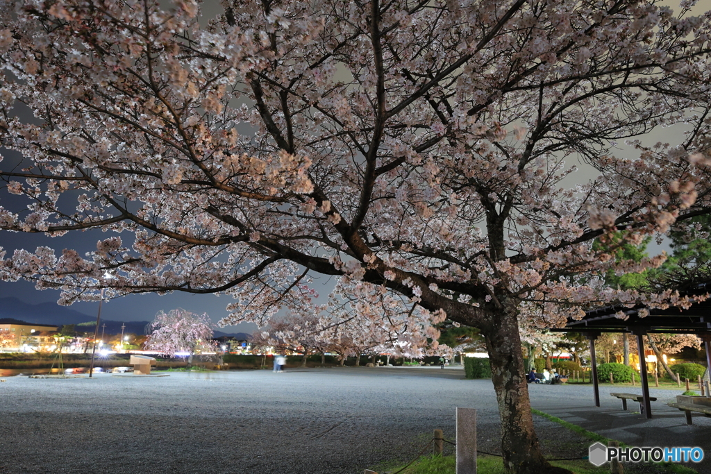 嵐山の夜桜 #1