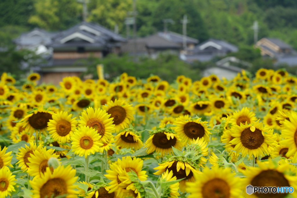 ひまわり集合 (^^)