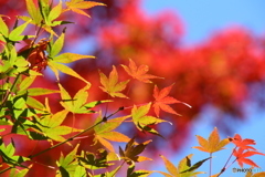 緑葉と紅葉と青空 カラフルでしょ(^^)