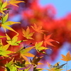 緑葉と紅葉と青空 カラフルでしょ(^^)