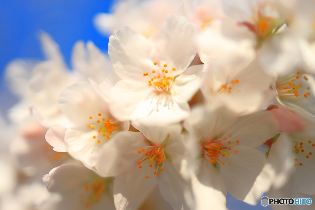 青空の下桜の花クローズアップ①