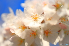 青空の下桜の花クローズアップ①