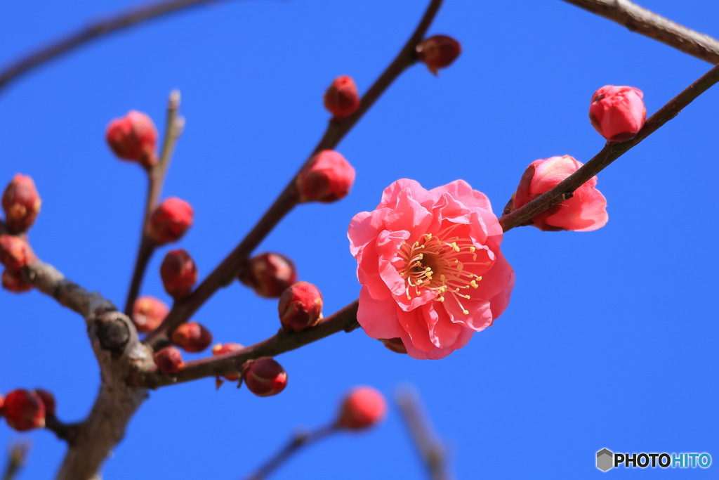 青空に梅の花と蕾