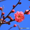 青空に梅の花と蕾