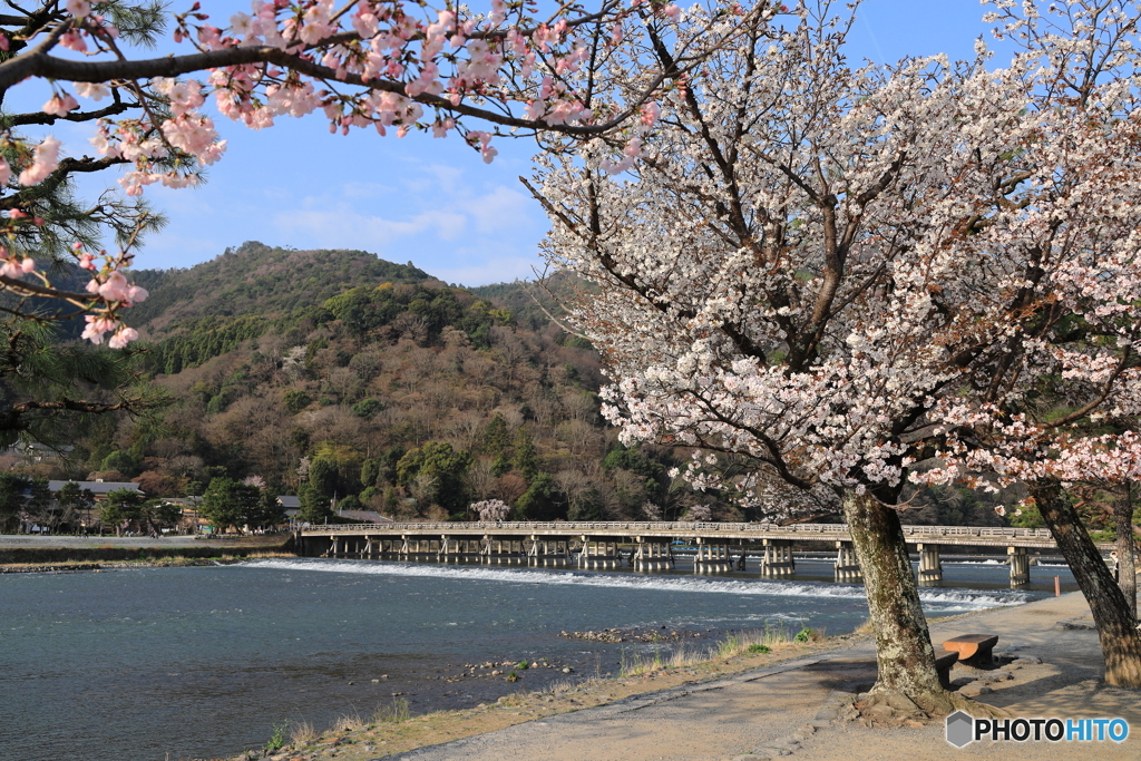 嵐山にも桜の季節がやってきたよ