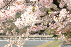 桜満開