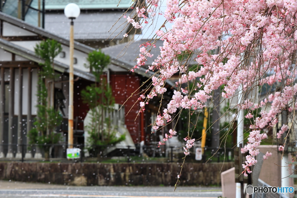 桜舞い散る