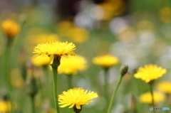 お花がいっぱい