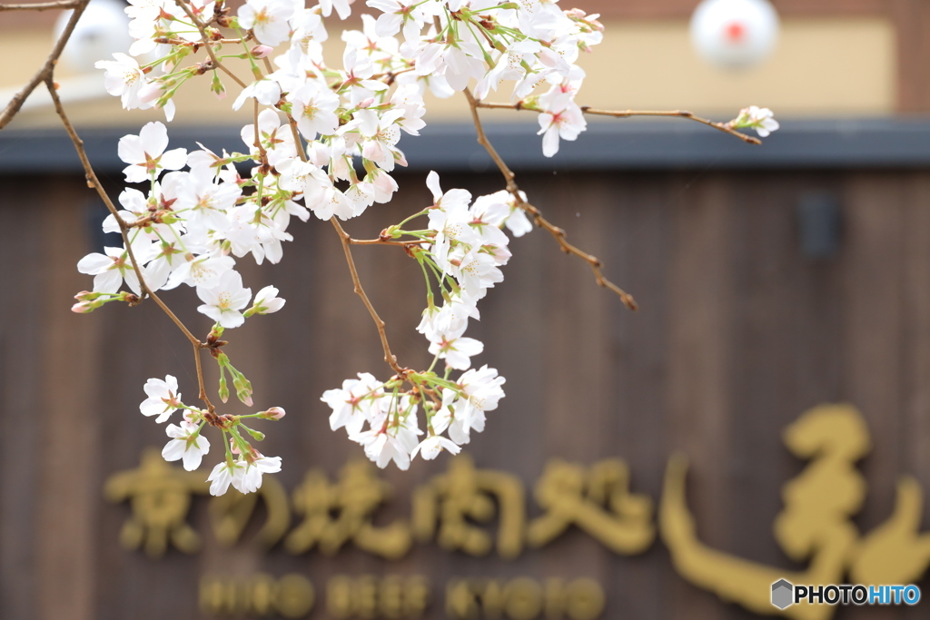 お花と看板