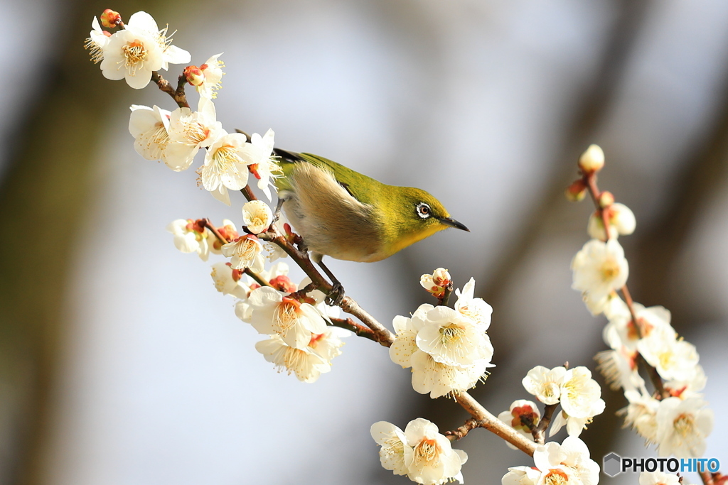 梅の花とメジロ⑥